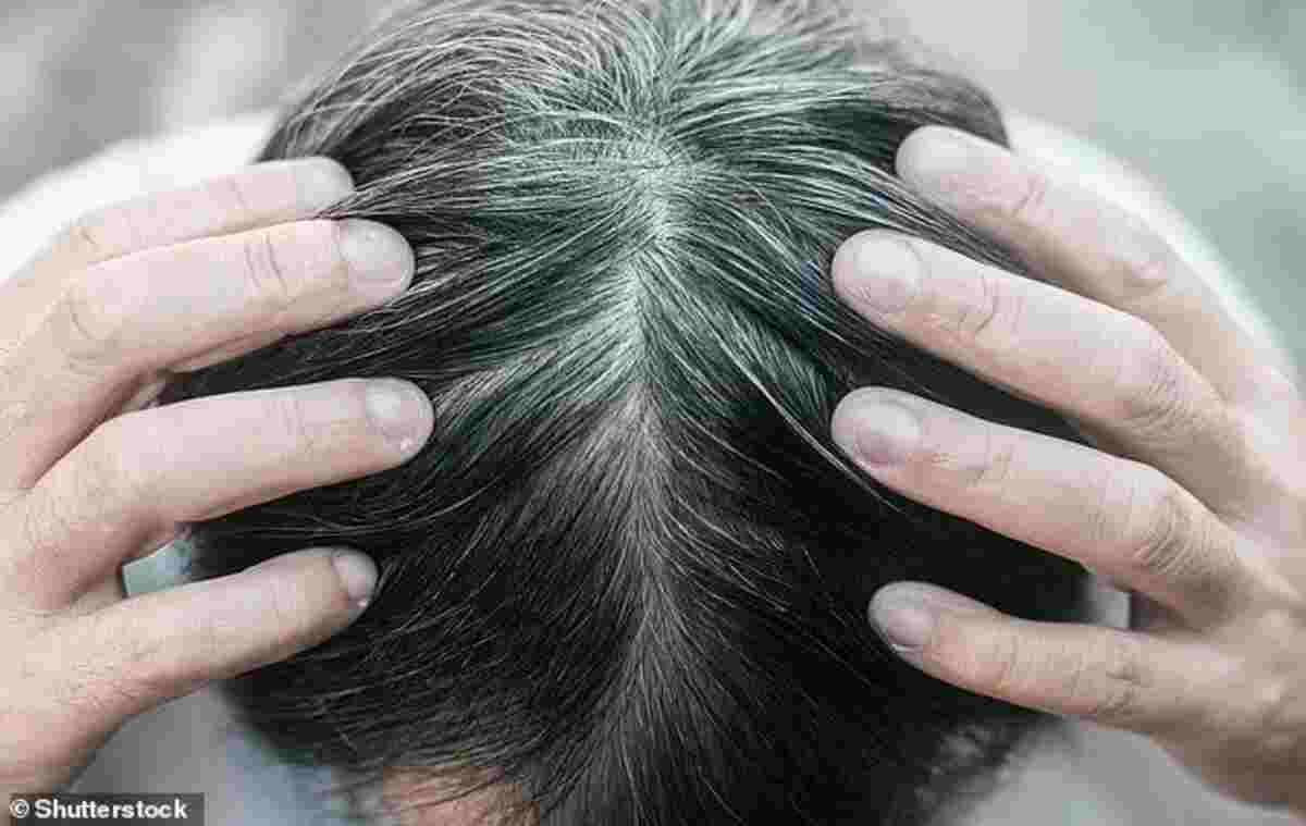 Gray Hair Reversible Breakthrough Science Sparks Global Hope